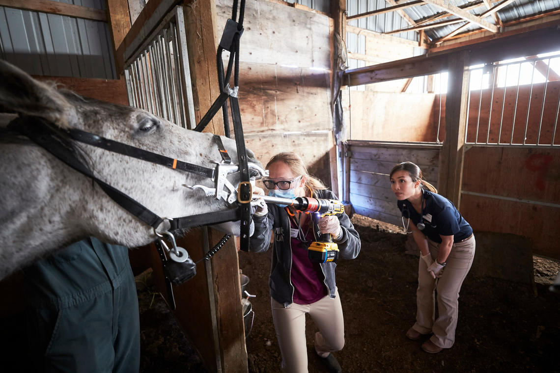 'Open wide!' UCVM student Jenna Brandon files a horse's teeth as Jean-Yin Tan oversees.