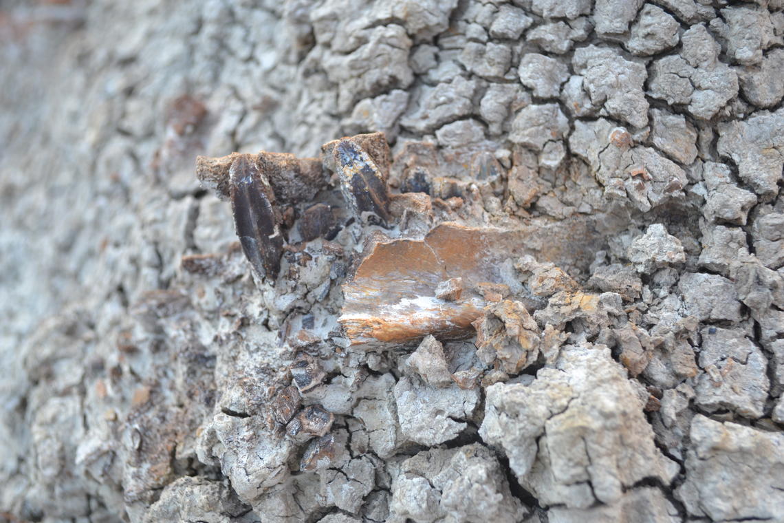 Close-up of dinosaur fossil in dirt