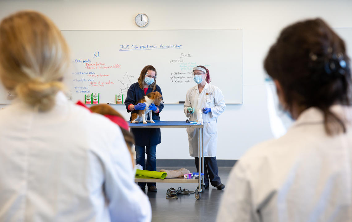 Dr. Rebecca Archer (right) and clinical teaching support technician Tanya Sooley instructing a class of first-year year vet med students on administering various medications – oral, aural, intranasal, ophthalmic, and topical.