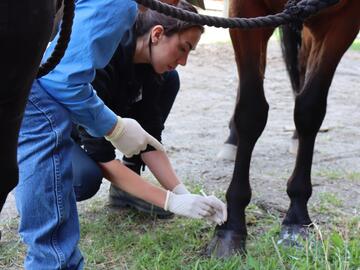 Two people examine a horse's hoof