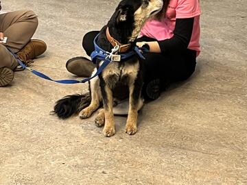 Nursing student sitting on the floor next to a small dog that is looking away