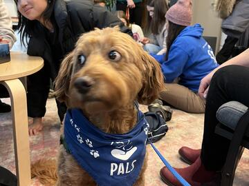 golden doodle dog with blue bandana and lease sitting on a pink carpet looking to the right of the image