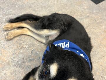 black, with light brown markings dog laying on the floor looking into the camera