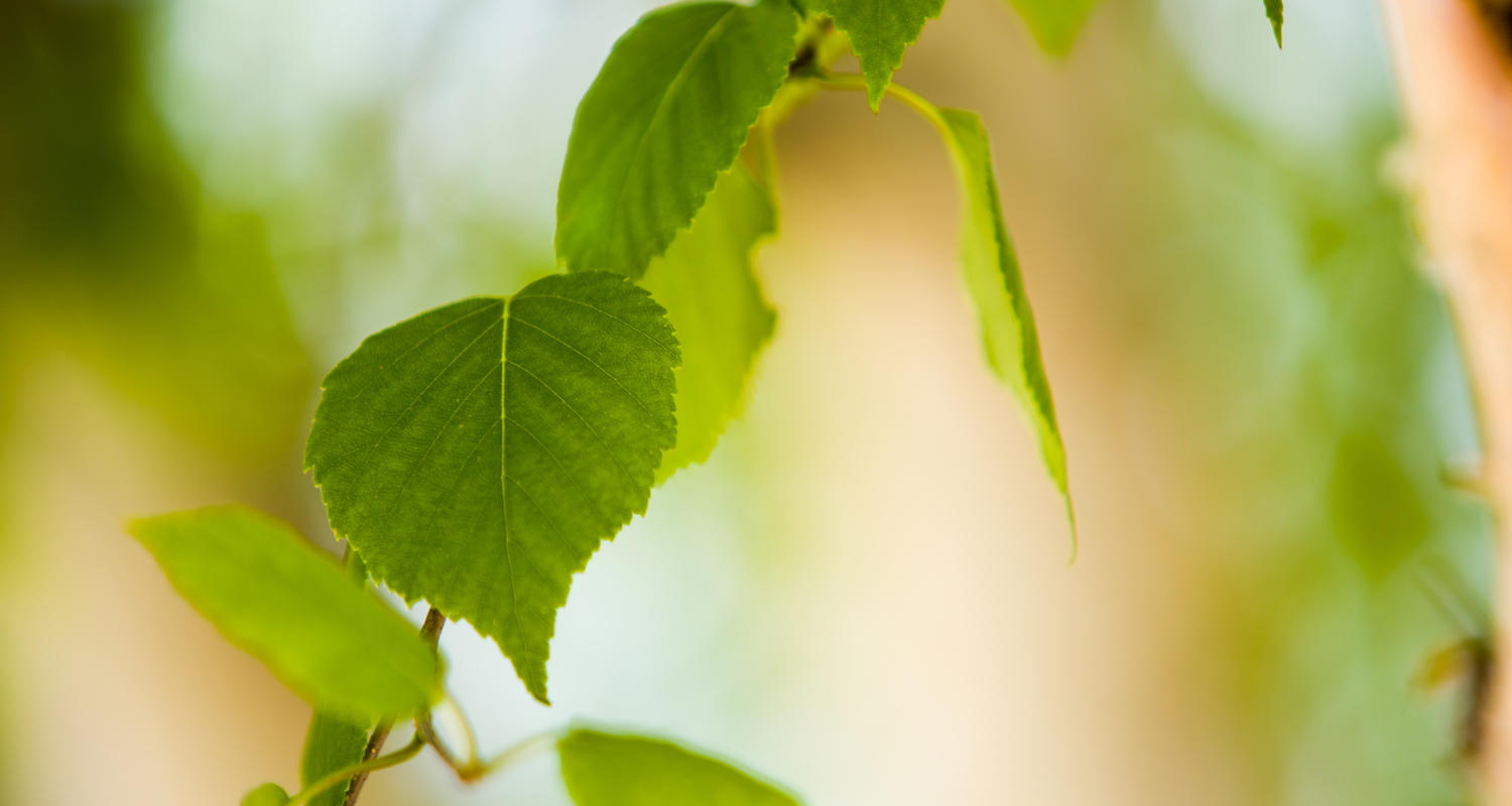 Professional Education Program (PEP)