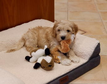 Wellness Dog